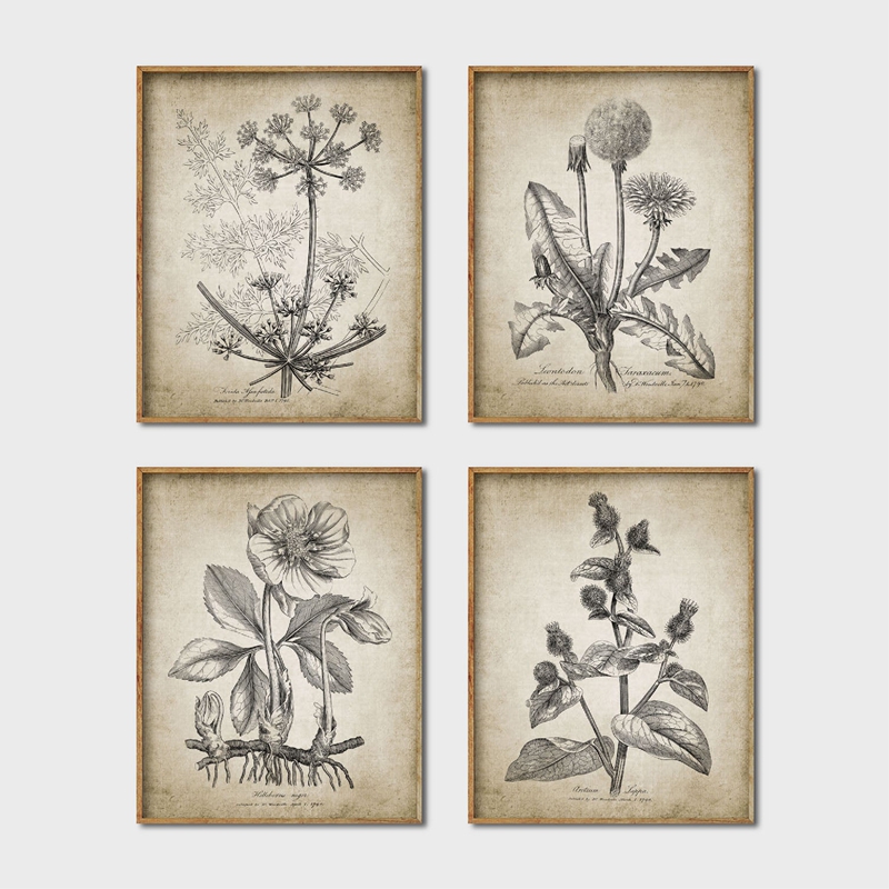 Live Plant Fertilizer - Antique Botanical Posters and Prints Rustic