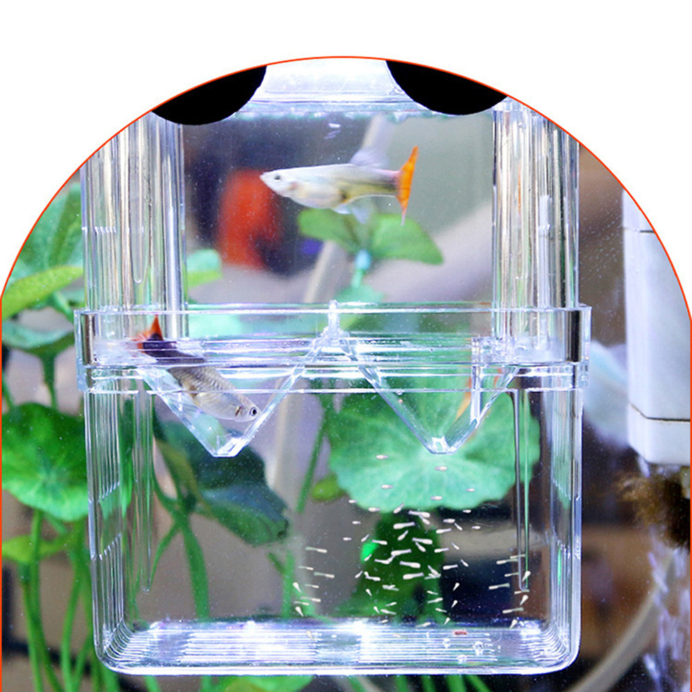 Aquarium Fish Rate - Transparent Fish Breeding Box for Viviparous