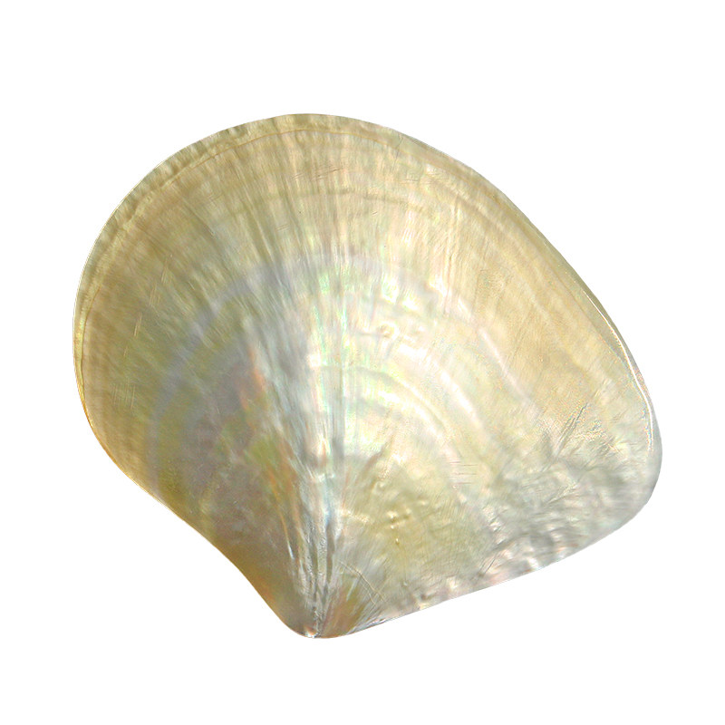 Natural Yellow Butterfly Beibe - Aquarium Fish Yellow recension och pris