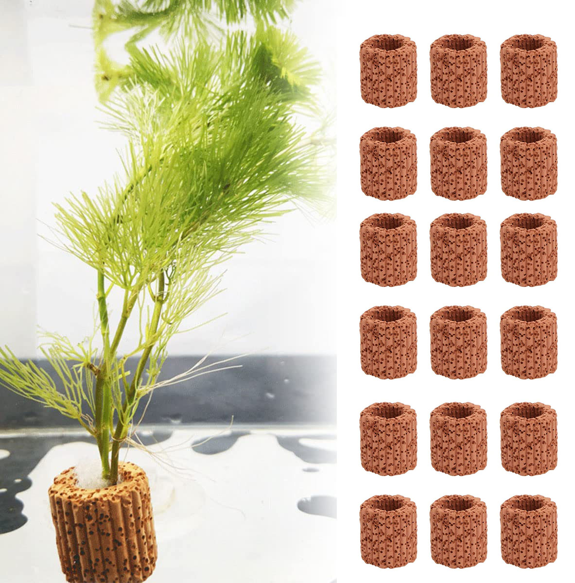 10/20Pcs Aquatic Water Plant F - Aquarium Fish Only recension och pris