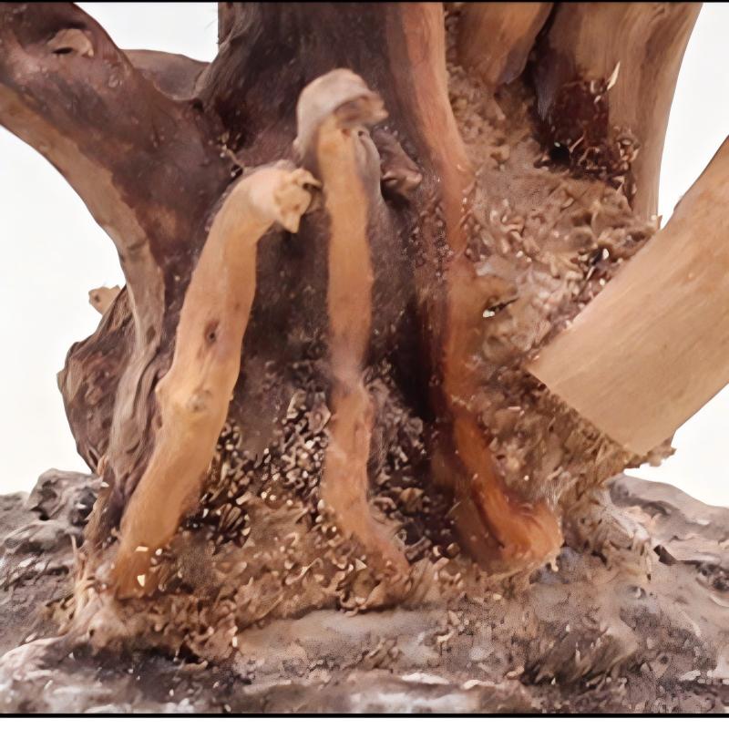 1PC Aquarium Landscaping Wood  - Aquarium Fish For Sale Online recension och pris