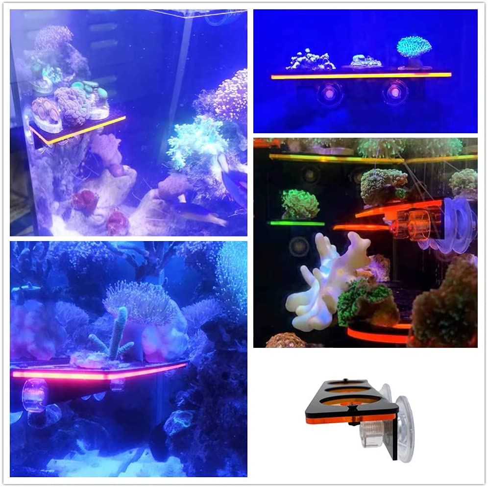 Fluorescent Coral Frag Plug Br - Aquarium Fish For Sale Online recension och pris