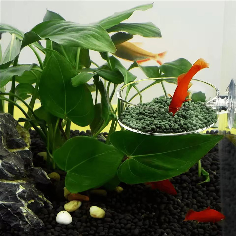 Transparent Acrylic Transparen - Aquarium Fish Holiday Food recension och pris